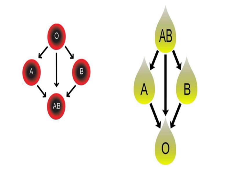 与o型血的人生孩子会是什么血型,o型血的人生出来的小孩聪明吗