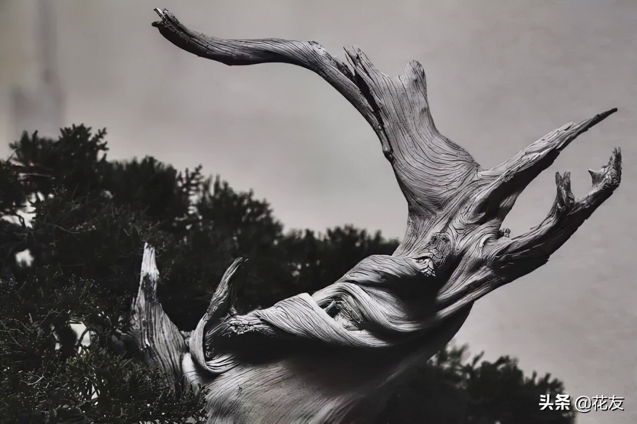 盆景树桩造型特点,盆景老树桩如何处理