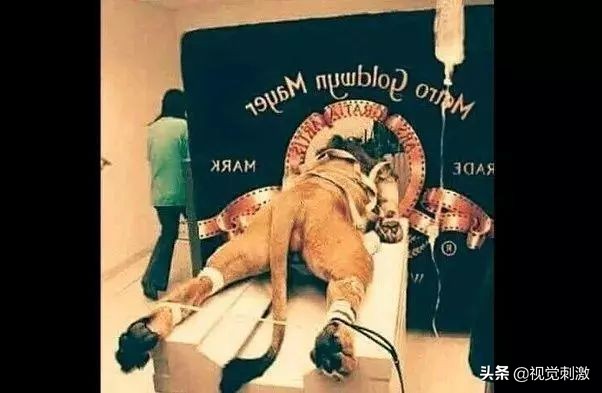 十大惊人造假手段,真实的造假照片