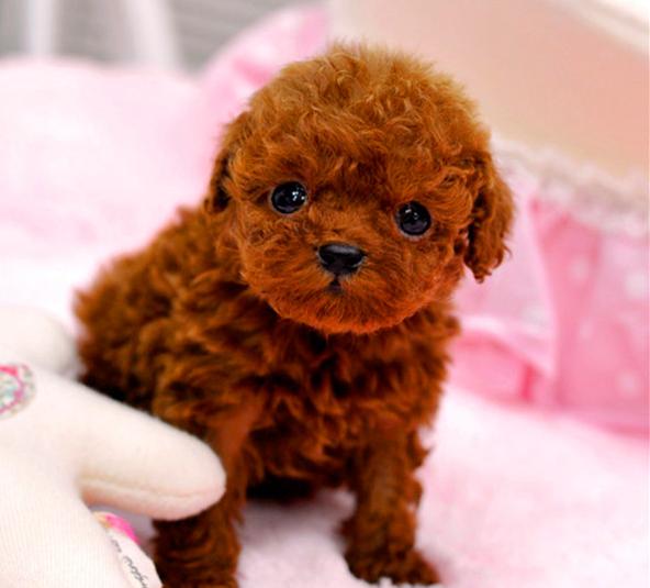 泰迪两个月吃什么狗粮,二个月泰迪吃什么狗粮最好