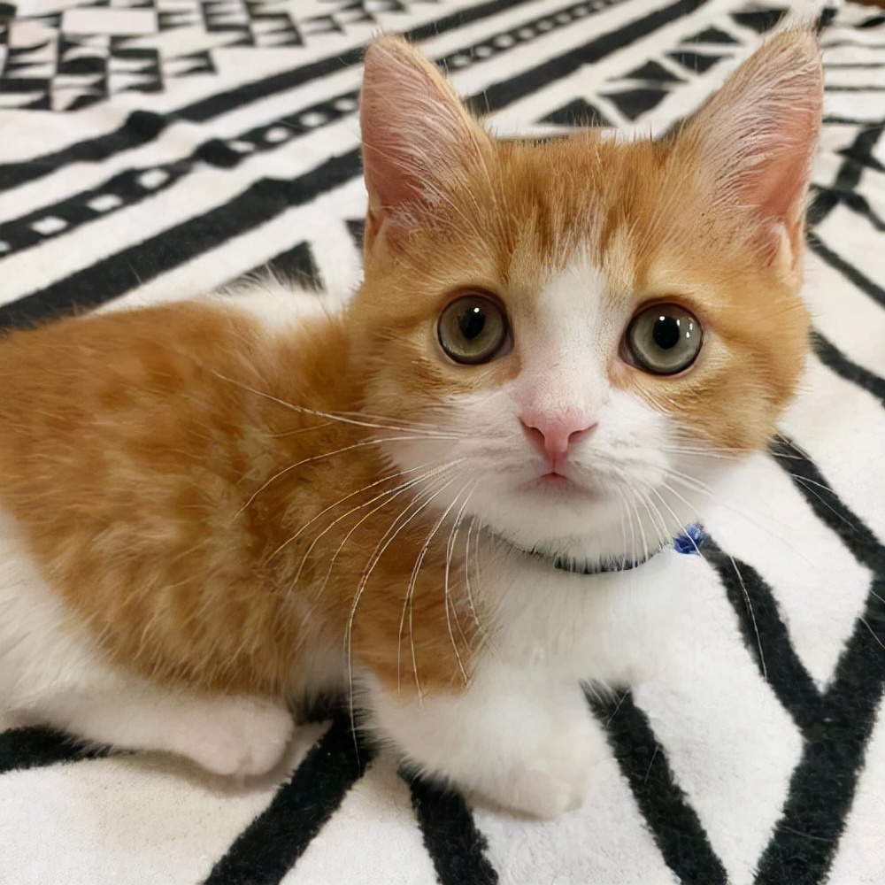 幼猫上火了吃什么药,幼猫上火有哪些症状