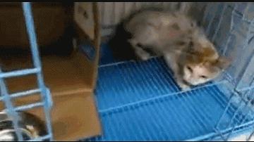 阿派志愿者救助一只流浪猫,阿派救助流浪猫