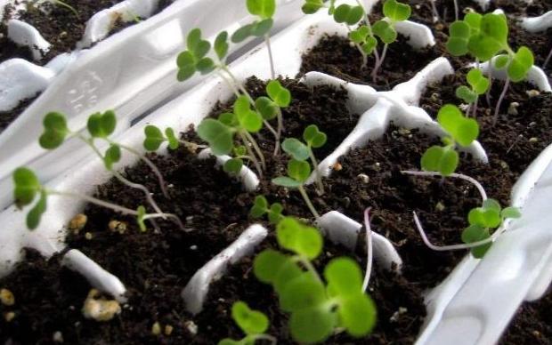 养花不用买花盆既省钱又好看,养花新手怎么养花盆好看