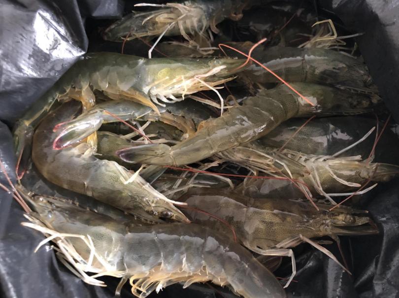 这种看似新鲜饱满的大虾千万别买,如何挑选大虾的正确方法图解