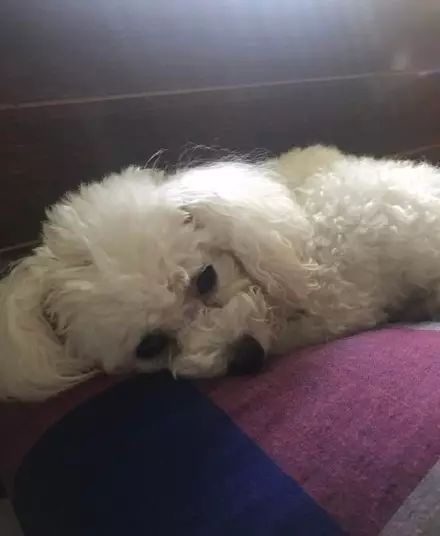 狗狗脚抽筋走路一瘸一拐,狗狗脚抽筋