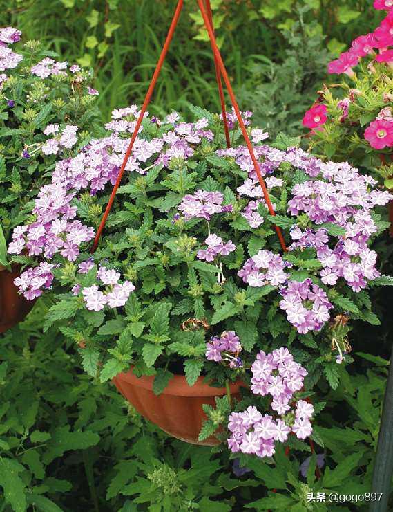 美女图片,美女小姐姐