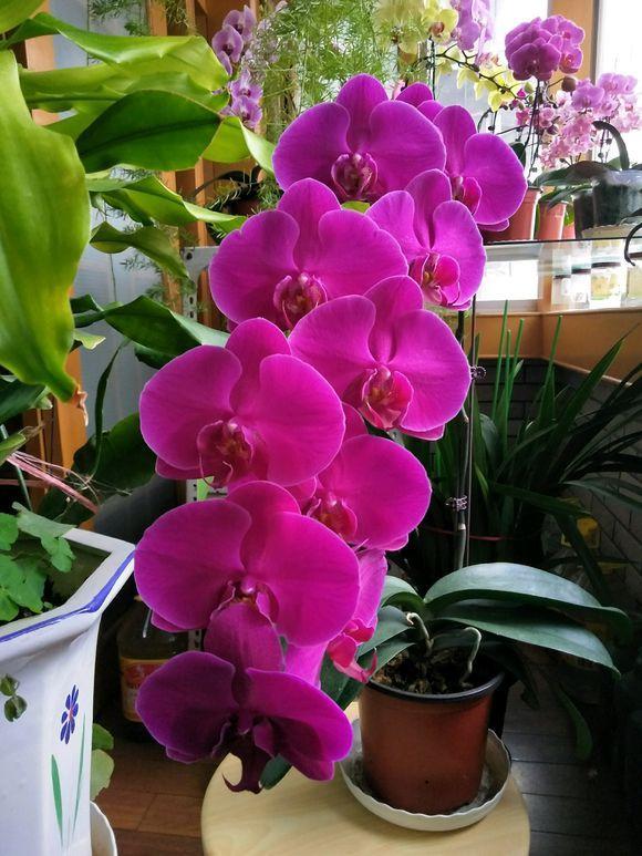 养好蝴蝶兰花的方法,养好蝴蝶兰花苞