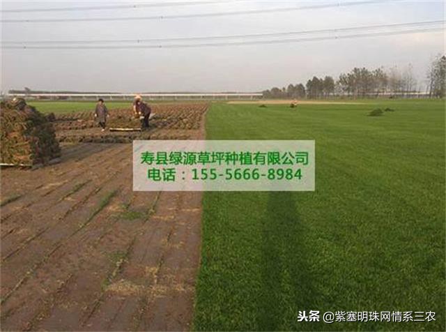 紫塞明珠,紫塞明珠苗木基地在哪里