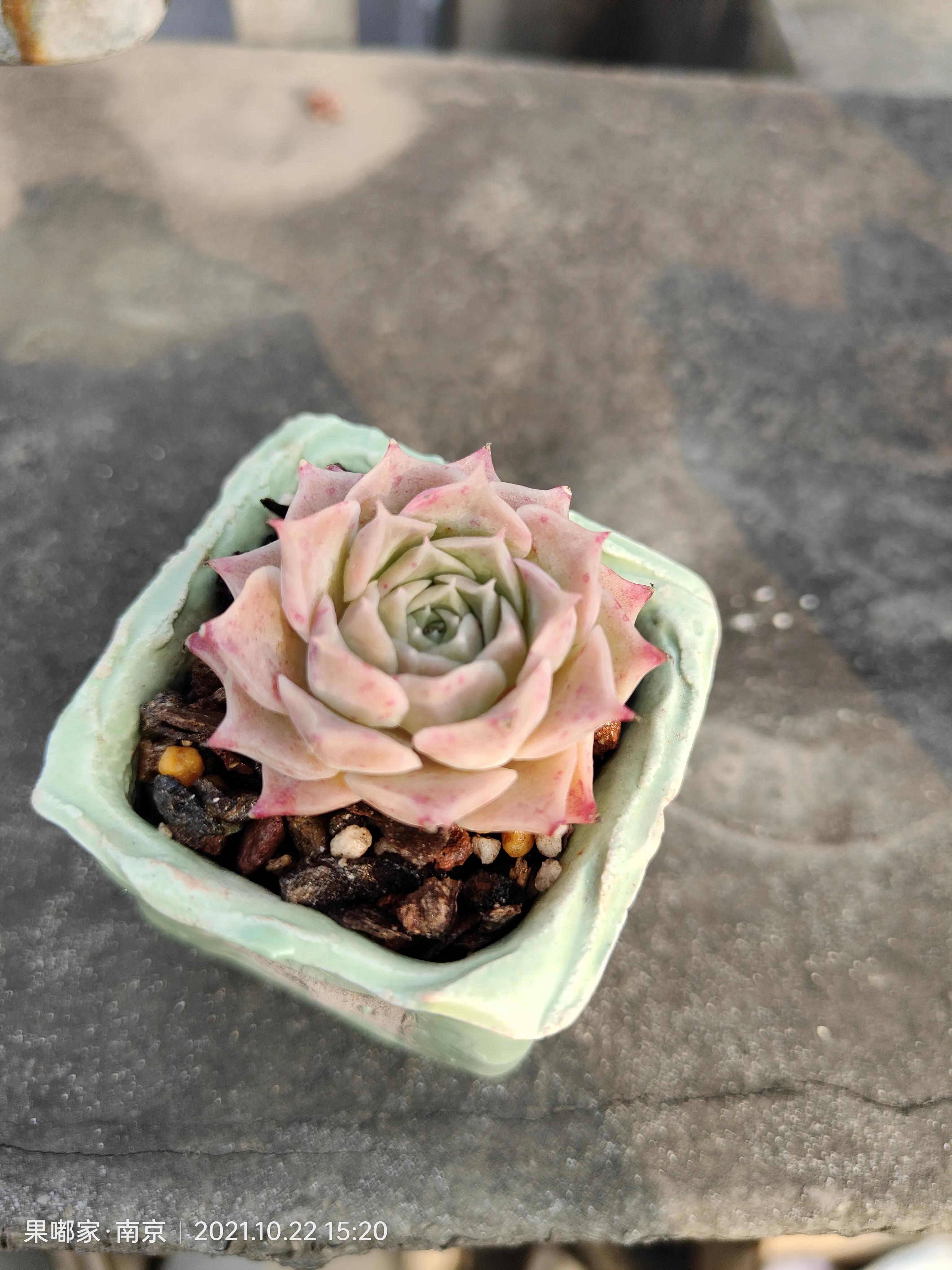 肉肉变美的季节到了,怎么把肉肉练精致