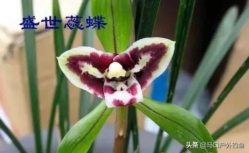 蝴蝶兰花是名贵的吗,中国兰花的鉴赏标准