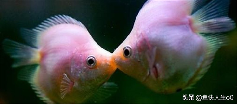 观赏鱼黄脓便怎么办,观赏鱼排出丝状粪便是什么原因