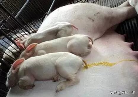 保育仔猪腹泻的原因及治疗,产房仔猪腹泻应该给母猪用什么药