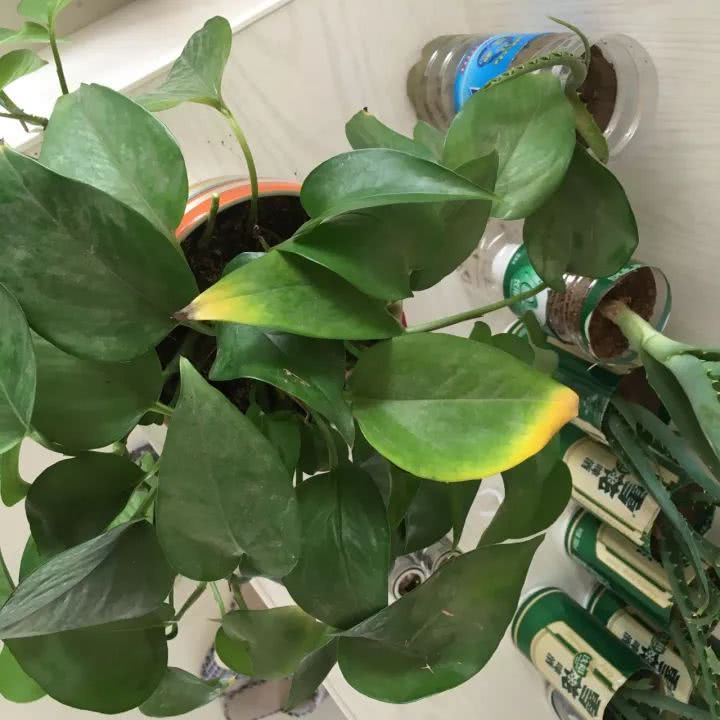 绿萝怎么养才能更旺盛生活小技巧,绿萝冬天怎么养才能更旺盛小妙招