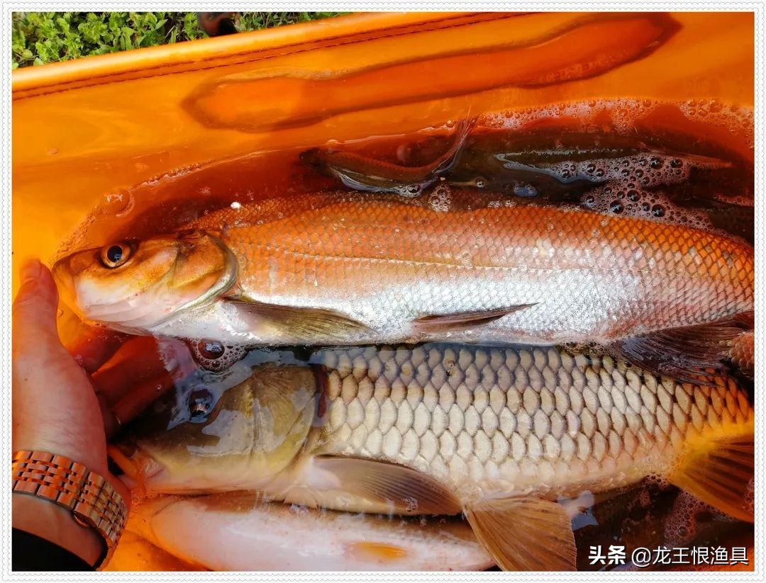 天鲫腥香评测,天鲫通杀钓鲫鱼