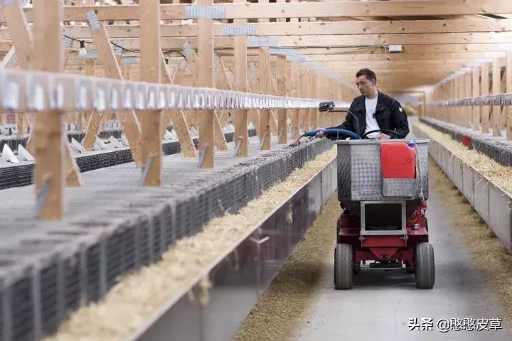 憨憨皮草-----真假皮草之争，你身陷其中吗？