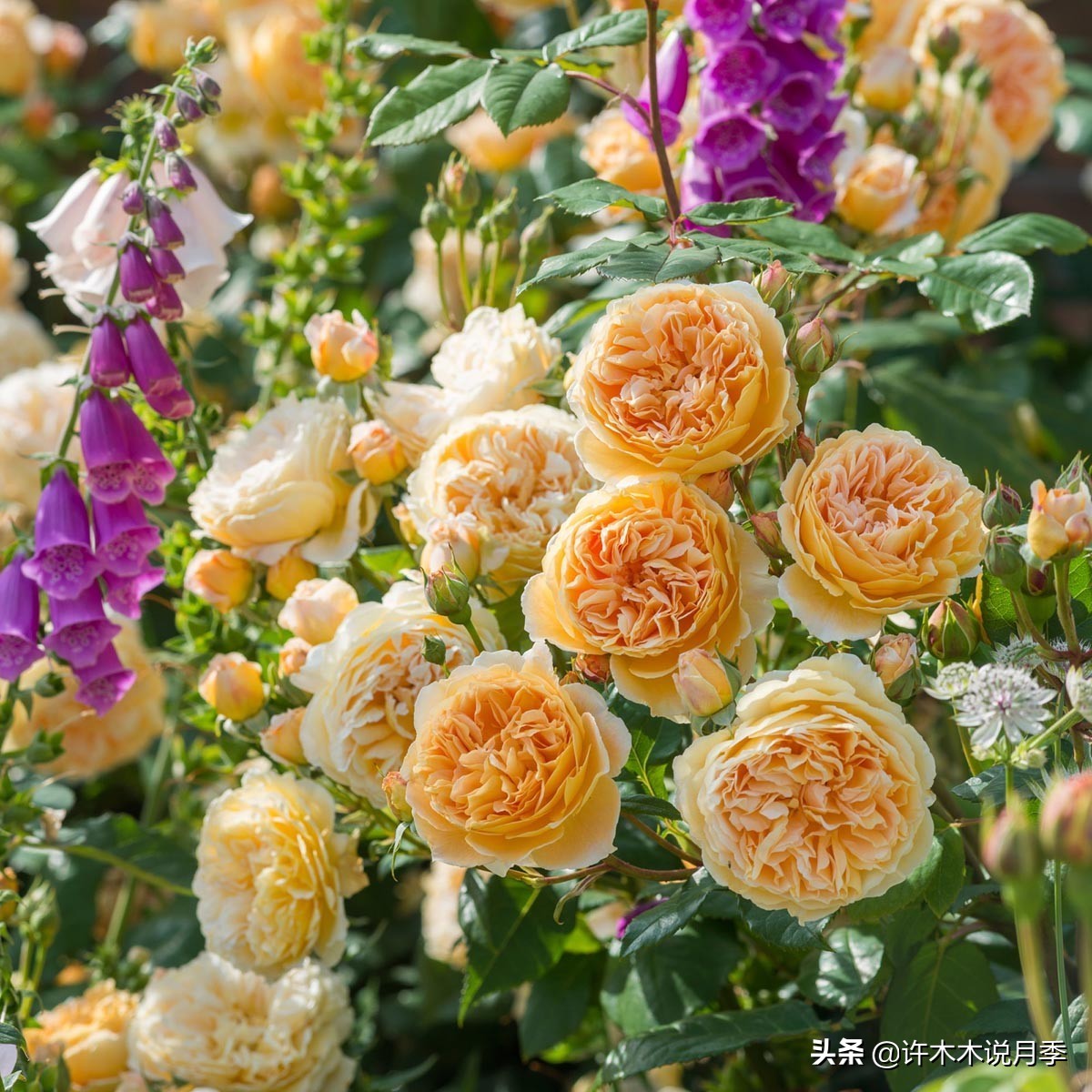 25个经典藤本月季大盘点。种一颗花满墙，新手好养长得快