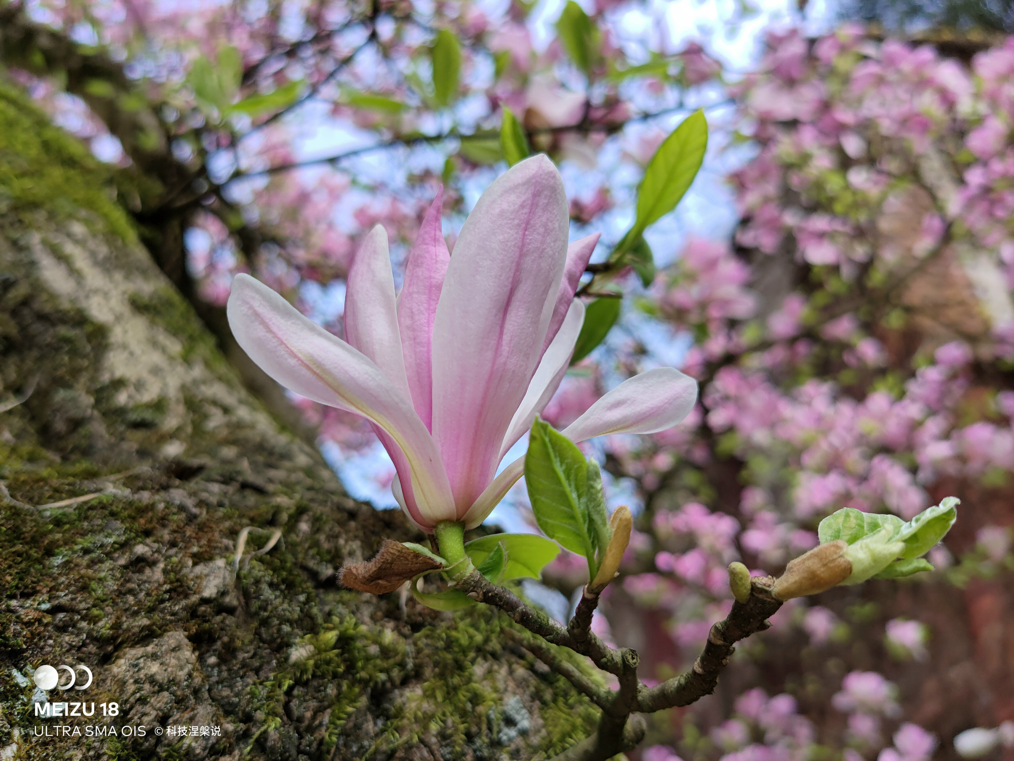 珠海小厂最后的手机,珠海小厂魅族现在怎么样