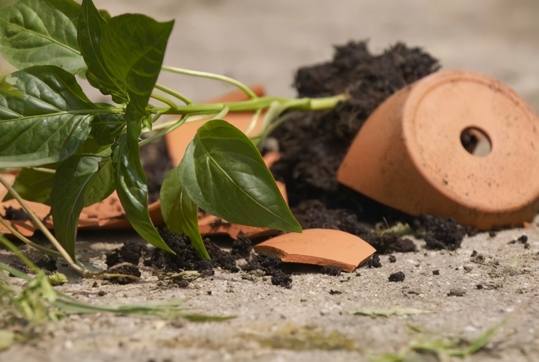 红陶盆脏了怎么洗,红陶盆盐碱怎么清理