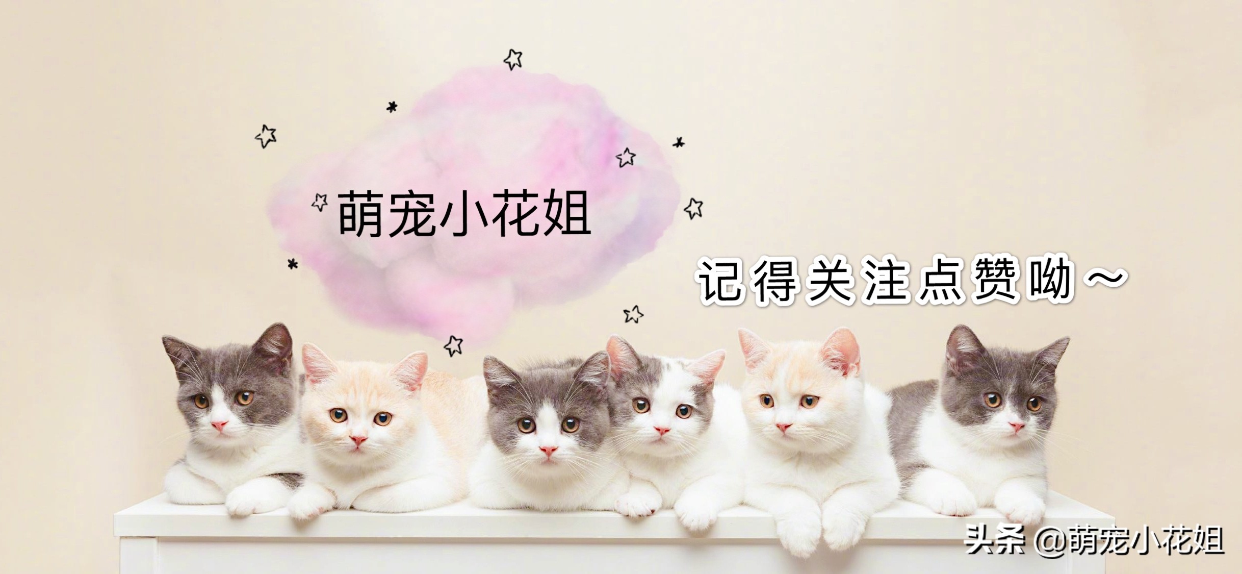 猫白血病病毒是什么病毒引起的呢 (猫咪感染猫白血病一定发作吗)