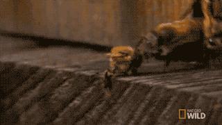 30只大黄蜂团灭3万只蜜蜂,30只日本大黄蜂猎杀蜜蜂