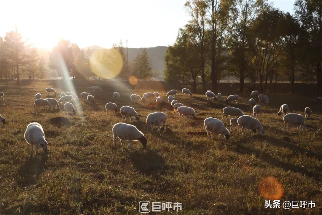 连著名导演都动心！这家餐吧颠覆了呼市人对蒙餐文化的理解