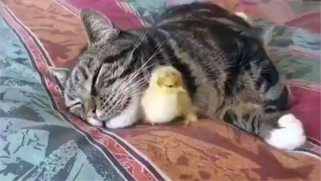 猫咪照顾小鸡,猫咪照顾主人尽职尽心