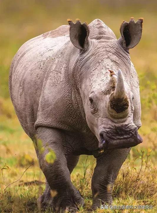 全球最后一头北方白犀牛去世,世界最后一只白犀牛什么时候死的