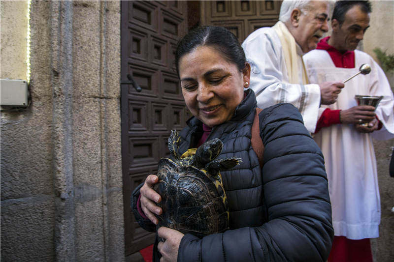 乌龟被吃了壳碎了,乌龟被螃蟹吃成骨架