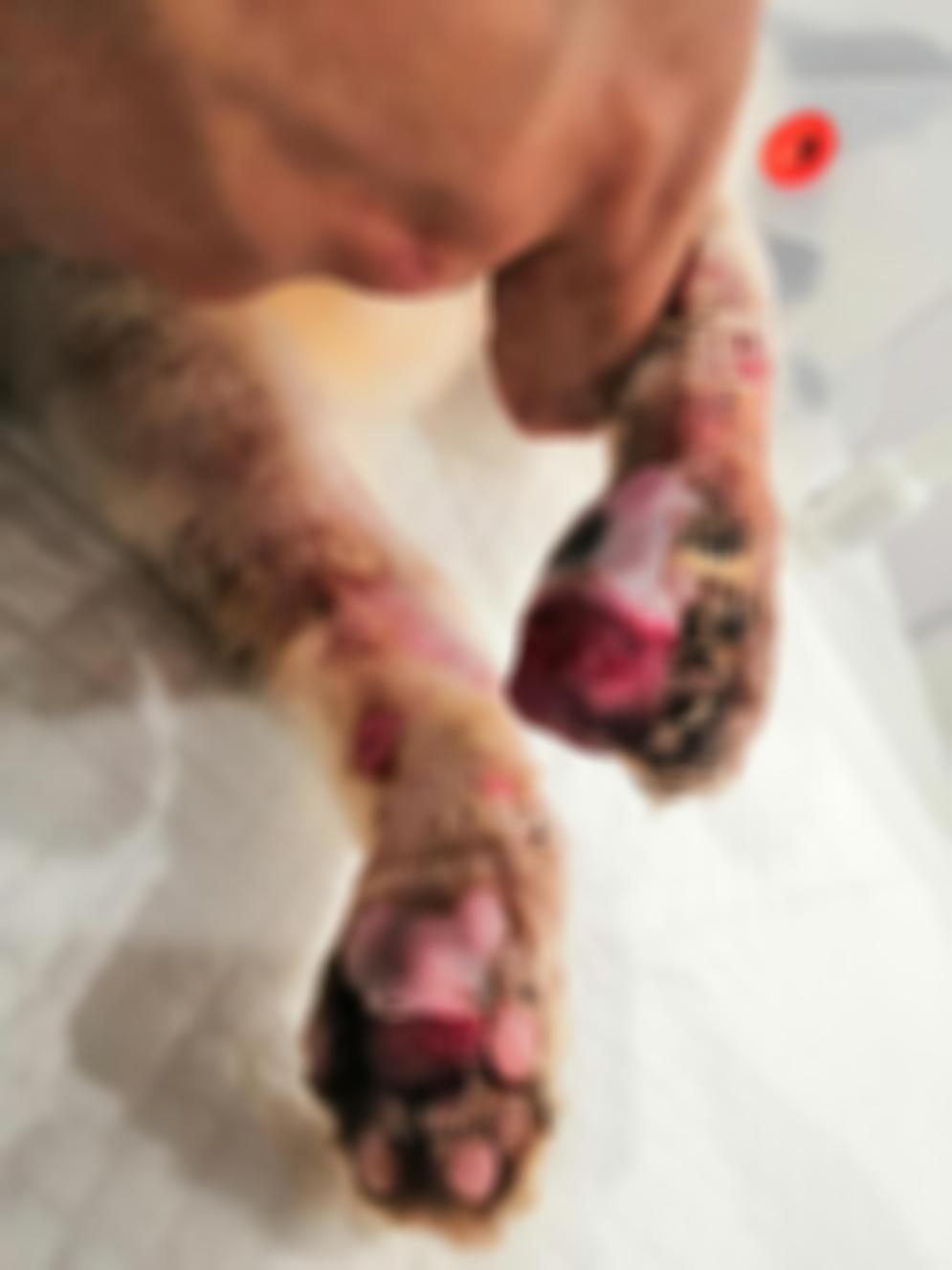 猫咪爪垫红肿怎么办,猫咪的爪垫会蜕皮吗