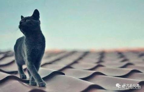 作文造句技巧大全,小学作文如何写好句子