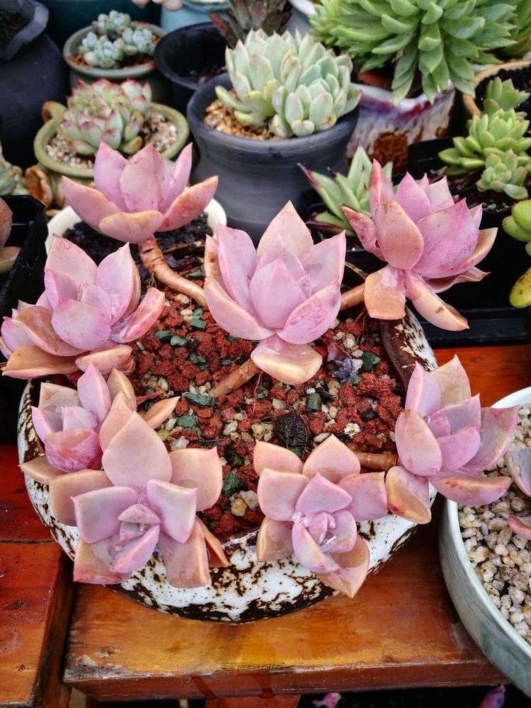 误打误撞的多肉情缘,带我走进多肉小世界!