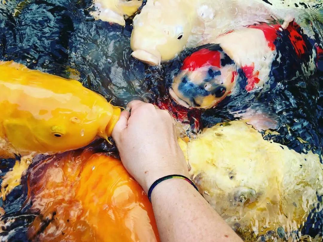 气温回暖锦鲤投喂饲料前准备工作,天气回暖开始肥水投喂饲料