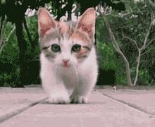 猫没有狗聪明是什么原因,猫聪明还是狗聪明智商排名