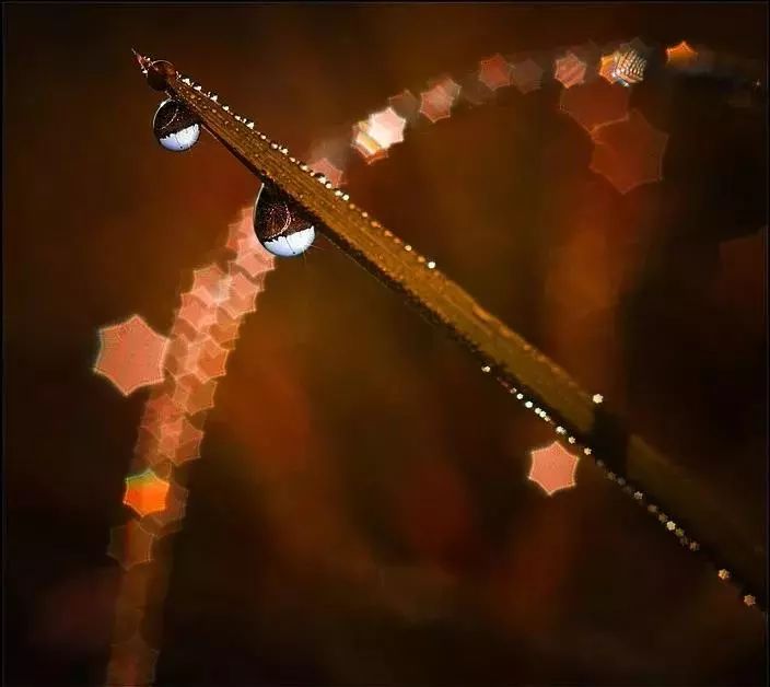 绝美花朵摄影佳作,波兰花朵摄影作品欣赏