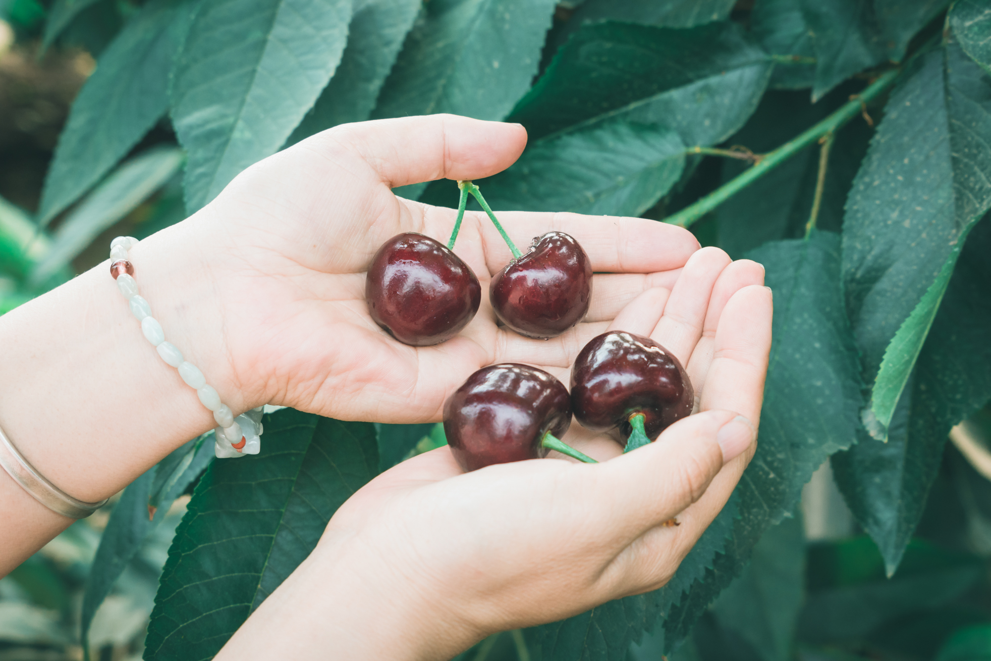 孔雀城温泉,孔雀城温泉公园