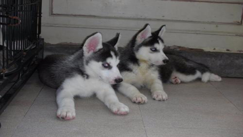 挑选哈士奇性格,挑选哈士奇幼犬技巧