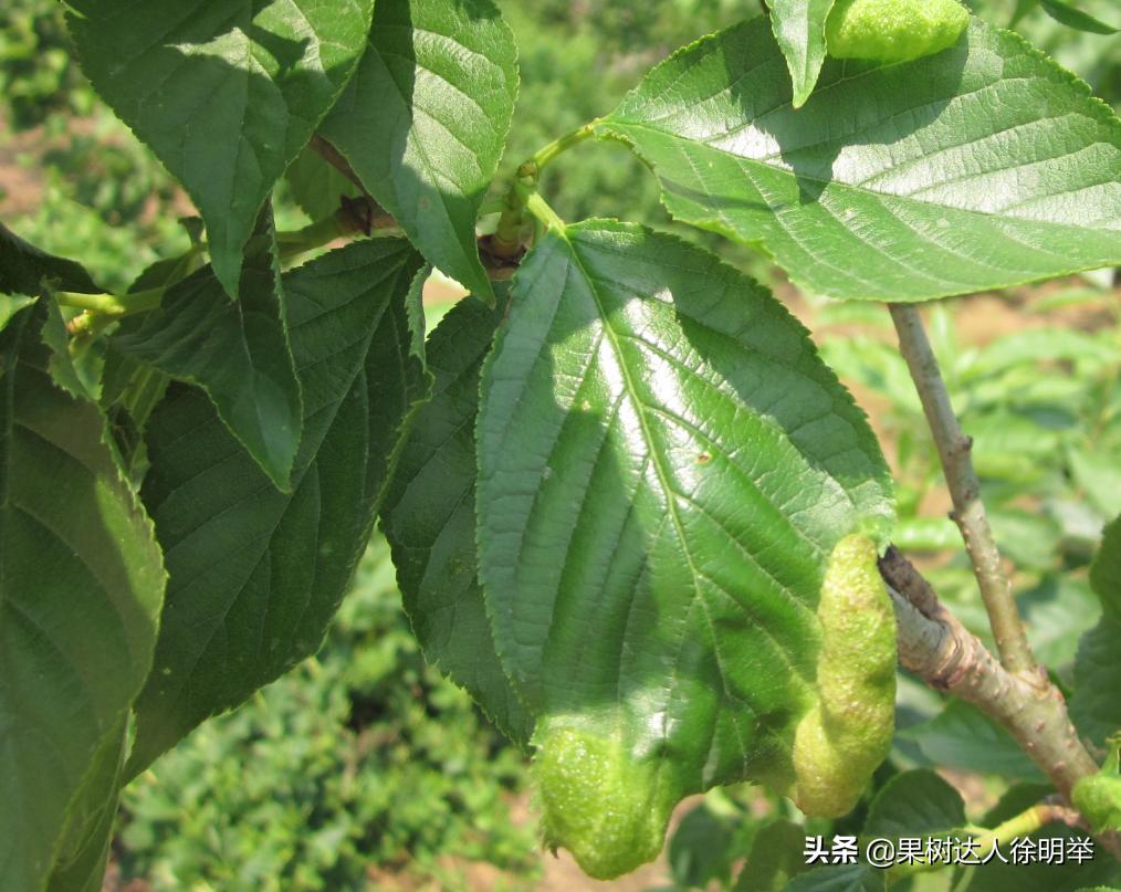 造成桃树卷叶的虫是什么,桃树卷叶虫特重怎么治