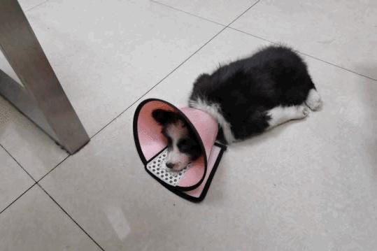 卡布：来自一只三个月大的边境牧羊犬，一封遗留在人间的草稿