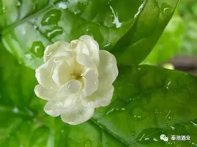 母亲节的由来和习俗,中国人母亲节的由来