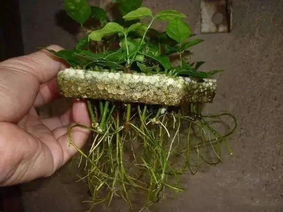 扦插花的快速生根法,哪些花卉可以用扦插的方法插活