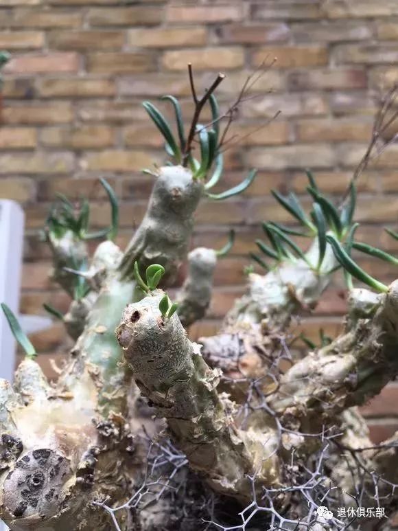 常见有毒红宝石多肉植物,最常见的多肉植物有毒吗