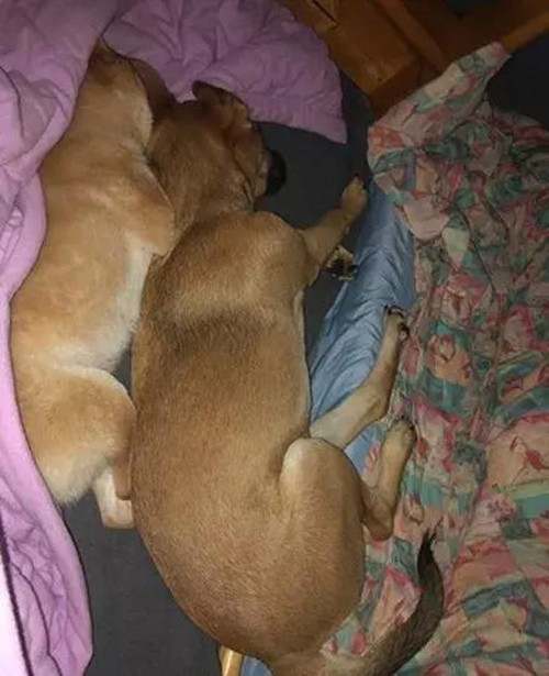 流浪狗苦苦哀求路人把自己带回家,流浪狗捡回来胆子小怎么办