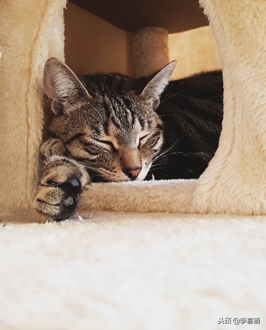 猫咪怀孕生娃铲屎官不能粗心，掌握这些技巧可以妥善照顾好猫妈妈