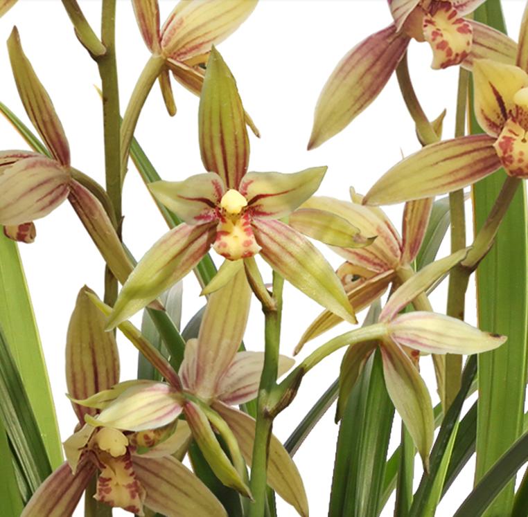 一般养兰人爱买什么价位的兰花,养兰高手传授真正兰花生长环境