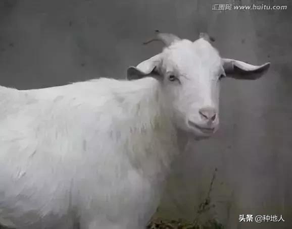 羊粪做有机肥复杂吗,自己制作羊粪有机肥怎么操作