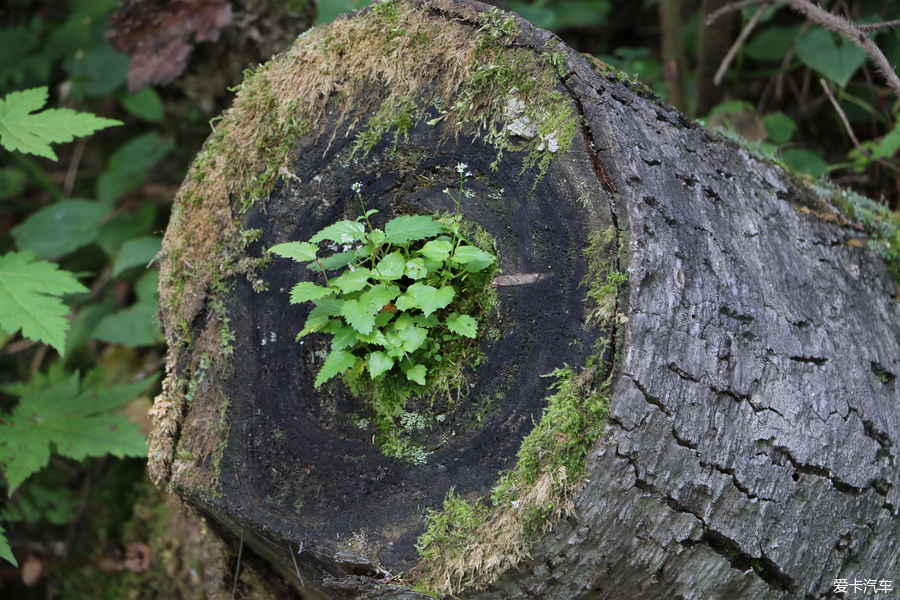自驾囧途时刻,自驾游闯关东视频