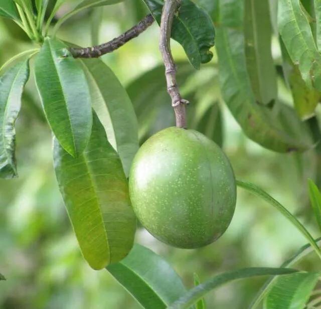 海边的芒果,海南芒果金煌芒芒果花