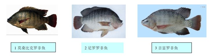 10℃是防线!非洲鲫鱼侵入三峡水库,6个月可繁殖1代,会泛滥吗?