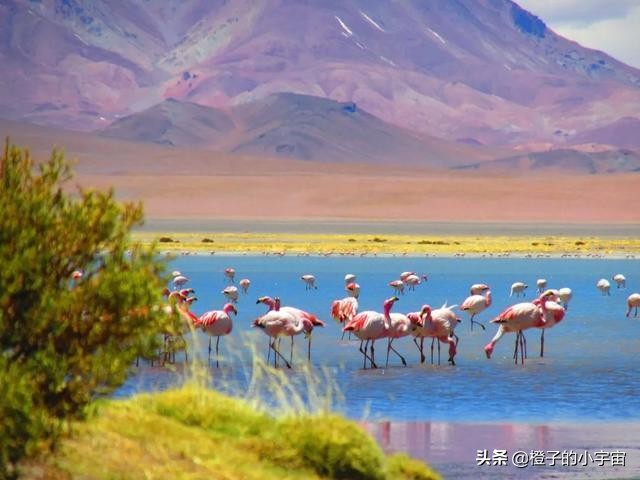 智利沙漠五指山图片,智利五指山的真实生活
