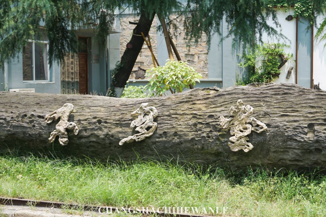 湖南商学院,湖南商学院清吧